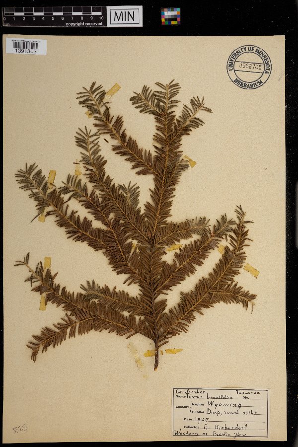 Taxaceae image