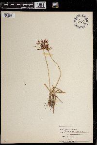 Cyperus rotundus image