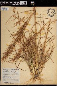 Andropogon virginicus image