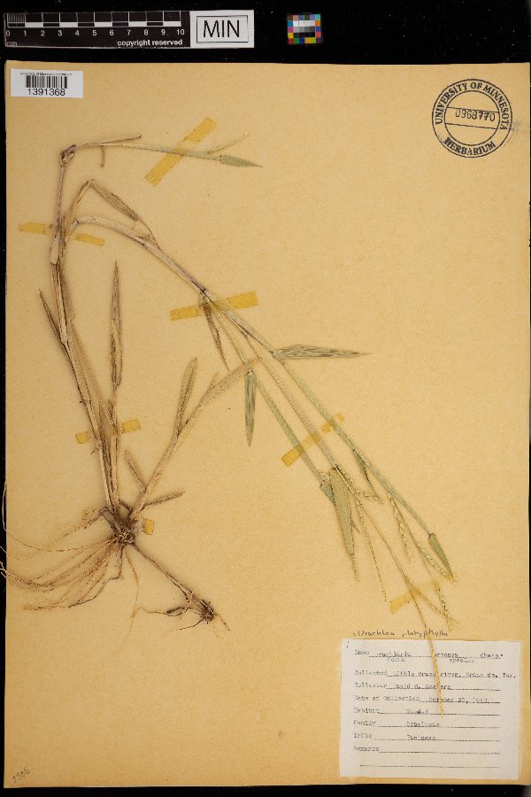 Urochloa platyphylla image