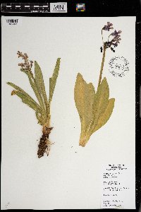 Primula parryi image