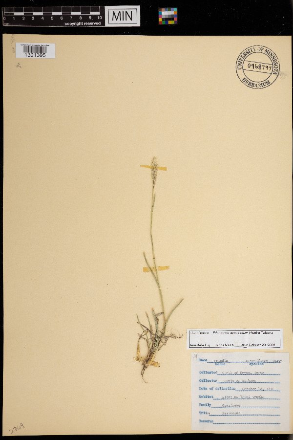 Erioneuron avenaceum image