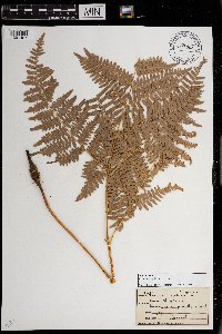 Pteridium aquilinum image