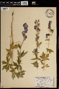 Aconitum columbianum image