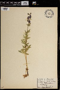 Aconitum columbianum image