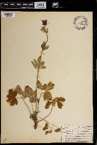 Aquilegia coerulea image