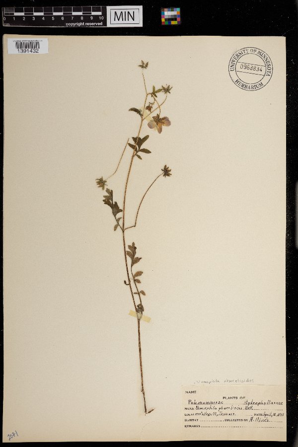Nemophila phacelioides image