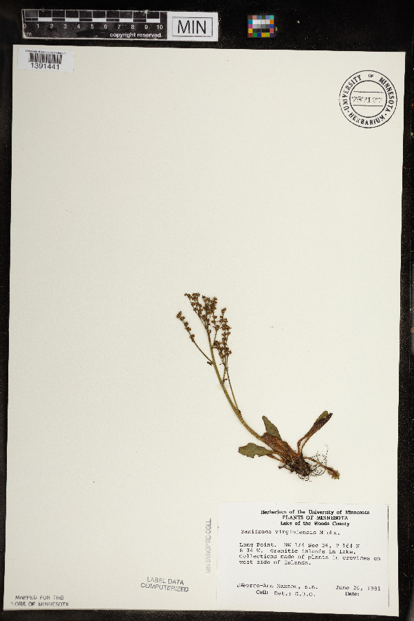 Saxifragaceae image