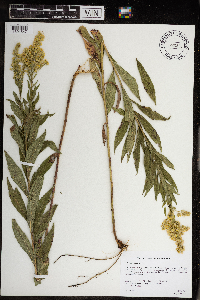 Solidago canadensis image