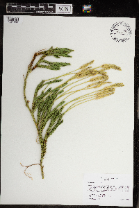 Lycopodium clavatum image