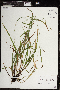 Carex gracillima image