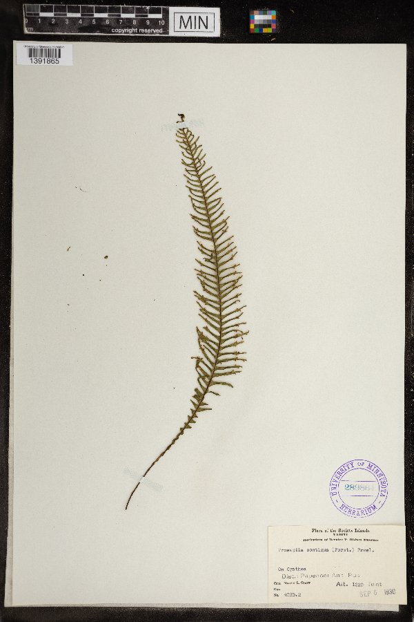 Prosaptia contigua image