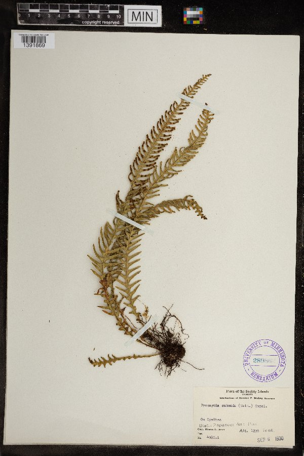 Prosaptia subnuda image