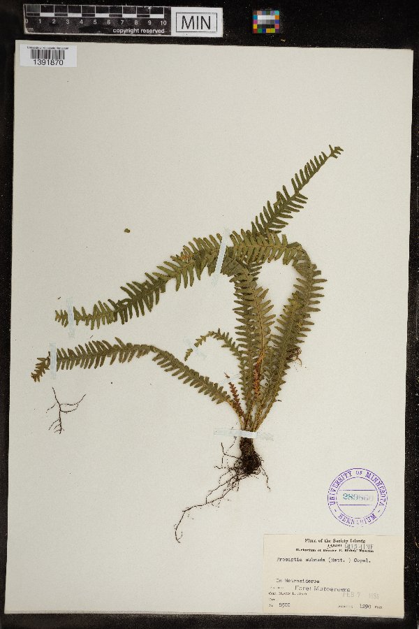 Prosaptia subnuda image