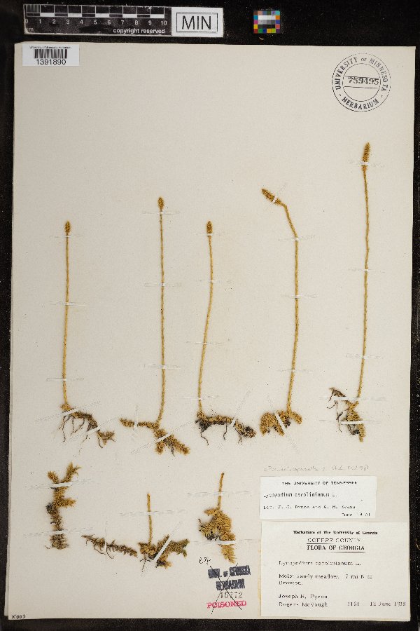 Pseudolycopodiella caroliniana image