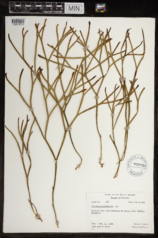 Psilotum complanatum image