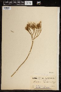 Psilotum triquetrum image