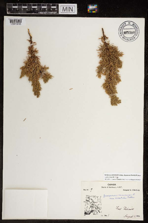 Juniperus communis subsp. depressa image