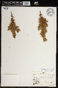 Juniperus communis subsp. depressa image