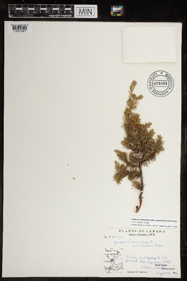 Juniperus communis subsp. depressa image