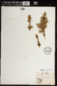 Juniperus communis subsp. depressa image