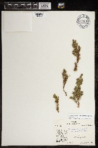 Juniperus communis subsp. depressa image