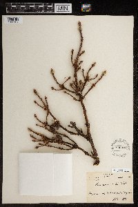 Picea mariana image