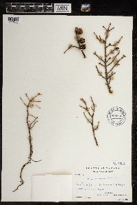 Picea mariana image