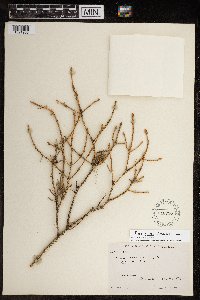 Picea glauca image