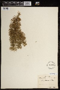 Abies balsamea image