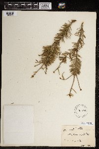 Abies balsamea image