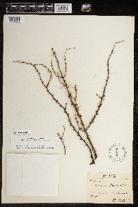 Larix laricina image