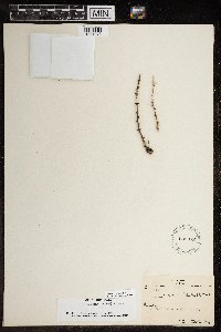 Larix laricina image