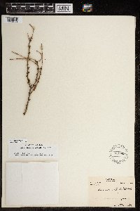 Larix laricina image