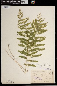 Thelypteris palustris var. pubescens image