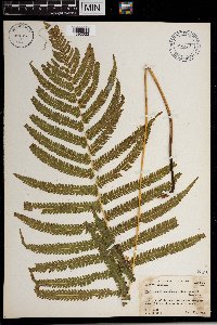 Thelypteris augescens image