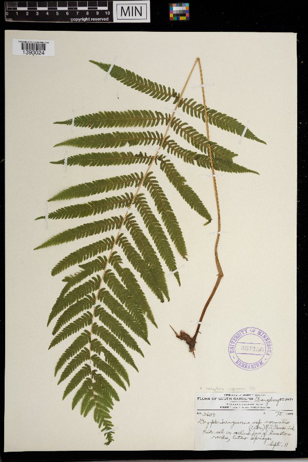 Thelypteris augescens image