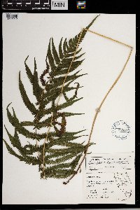 Thelypteris kunthii image