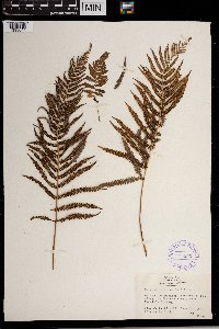 Thelypteris kunthii image