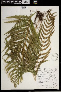 Thelypteris kunthii image