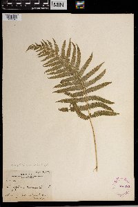 Thelypteris kunthii image