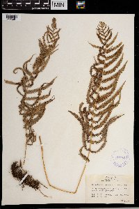 Thelypteris kunthii image