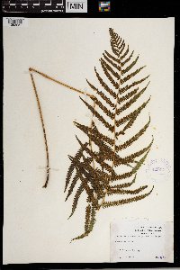 Thelypteris kunthii image