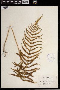 Thelypteris kunthii image