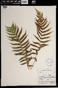 Thelypteris kunthii image