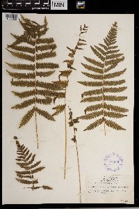 Thelypteris kunthii image