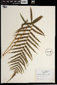 Thelypteris kunthii image