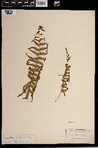 Thelypteris kunthii image