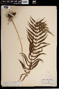 Thelypteris kunthii image