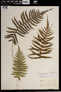 Thelypteris kunthii image